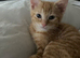 2 ginger males. 9 week old kittens