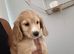 Beautiful little f2 cockapoo puppy looking for her forever home