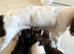 Sprocker puppies for sale
