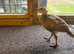 Ringneck pheasant chicks