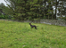 Lurcher Male