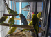 Baby budgies Glasgow