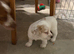 Enzo the working cocker spaniel