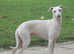 Cream KC Italian Greyhound for stud
