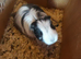 Dave the guinea pig
