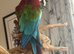 Green winged macaw