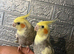 2x baby hand reared cockatiels with the cage