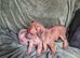 RHODESIAN RIDGEBACKS PUPPIES