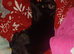 Male black cat