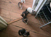 Mixed breed kittens