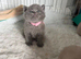British shorthair kittens lilac/blue