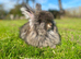 Angora boys