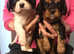 Mobile microchipping in Pembrokeshire