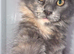 stunning XL full Maine coon kittens