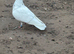 Pigeon for sale
