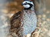 Japanese Coturnix Quails for sale