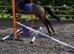 Laddy 6yro 16hh tb gelding