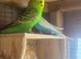 3 Budgies, 2 cocks and one hen £70 for all 3 or £30 per bird