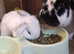 Mini lop