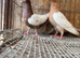 IRANIAN SINEH PIGEONS
