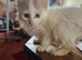 Lily ginger and white female