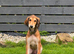 Male saluki puppies