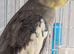 2 cockatiels with cage