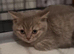 Stunning lilac/cinnamon British short haired kitten