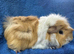 Pet sow guinea pig