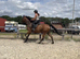 TB mare 16.2 6 yrs super safe hunter jumper hack