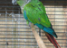 1 pair of green check conures