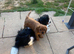 Ruby male cavalier King Charles spaniel