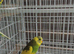 Split black wing carrier baby budgies