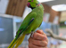 Ring neck parrot
