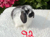 Pure bred mini lops