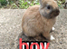 Mini rex bunnies