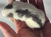 Baby Girl Dumbo Rats