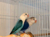 Males, females and pairs of Lovebirds
