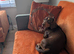 Gorgeous dachshund