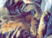 Female tabby cat