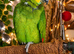 Beautiful Amazon Parrot &ndash; &pound;550