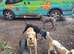 Professional Dog walking and Sitting in Reading and surrounding towns and villages