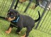 ROTTWEILER PUPPIES