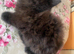 British Longhair cross