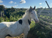 Paintbox Colt