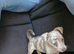 Merle girl puppies