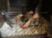 Trio old English game bantams