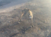Lurcher