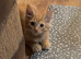 7 beautiful kittens ready for loving homes