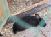 5 rabbits, hutches and enclosure